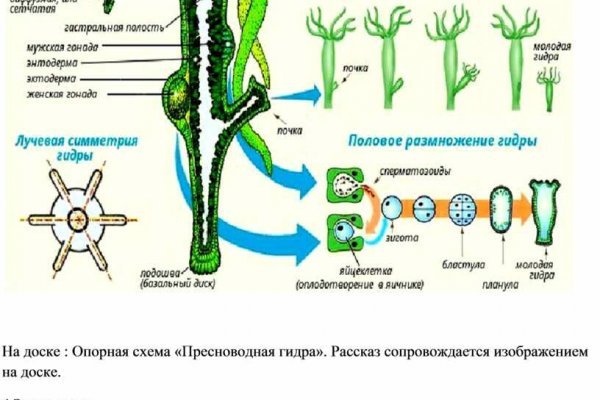 Kraken россия